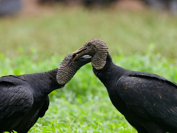 <h3><a href="/trips/costa-rica/biota/animalia/chordata/aves/017 accipitriformes/001 cathartidae/coragyps atratus/coragyps atratus-nl.html">Coragyps&nbsp;atratus</a> / Black&nbsp;vulture / Zwarte&nbsp;gier</h3>OM-1 Mark II met OLYMPUS M.150-400mm F4.5, 1/2000 sec  bij F4.5, ISO 4000, afstand 7.88&nbsp;m